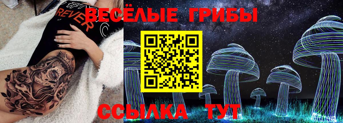 Псилоцибиновые грибы Psilocybe Алейск